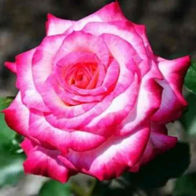 саженцы розы Арифа