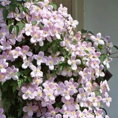 Клематис ГОРНЫЙ в Калуге