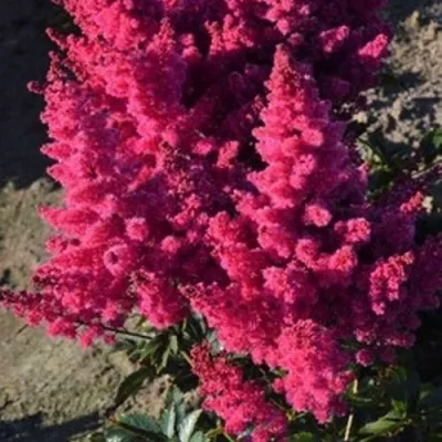 Астильба ЛАКИ ДЕЙ Арендса в Калуге