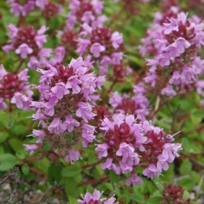 Тимьян яйцевидный в Калуге