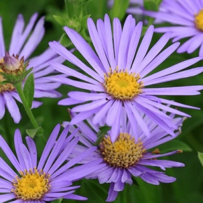 Астра ЛЕДИ ИН БЛЮ в Калуге