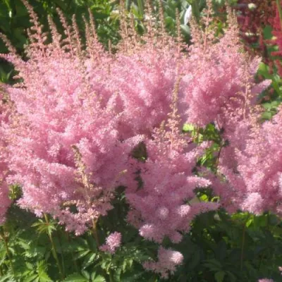 Астильба ЭДЕНС ОДИССЕЙ Арендса в Калуге