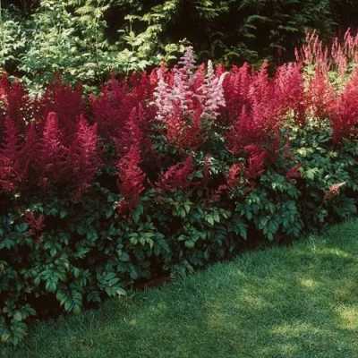 Астильба ГРАНАТ Арендса в Калуге