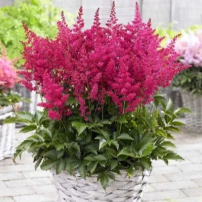 Астильба ЛАКИ ДЕЙ Арендса в Калуге