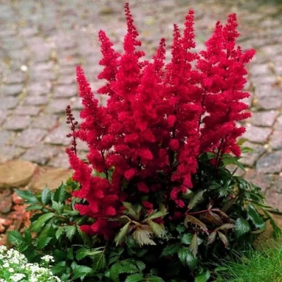 Астильба ГЛАТ Арендса в Калуге