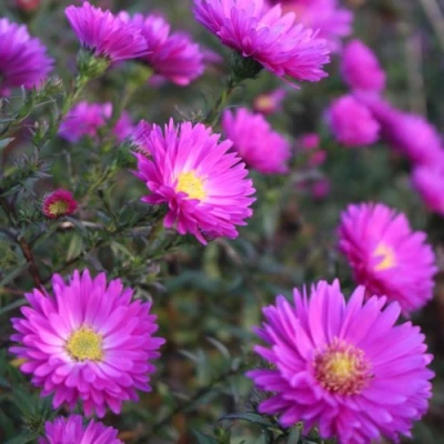 Астра КАРМИНКУППЕЛЬ в Калуге