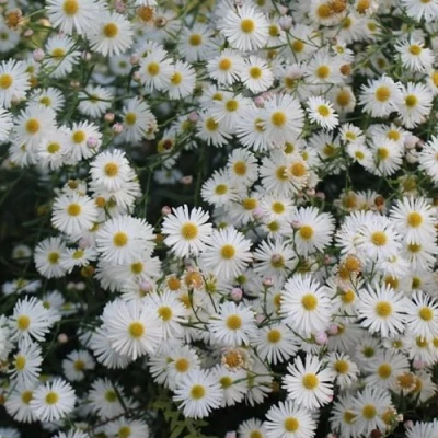 Болтония СНОУБЭНК в Калуге