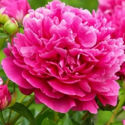 Пион НОЧНЫЕ ГРЕЗЫ древовидный в Калуге