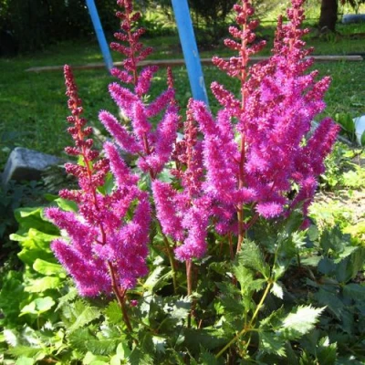 Астильба ЭЛИЗАБЕТ ВАН ВИН японская в Калуге