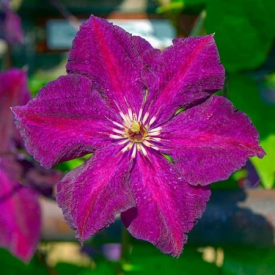 Клематис ГРЮНВАЛЬД в Калуге