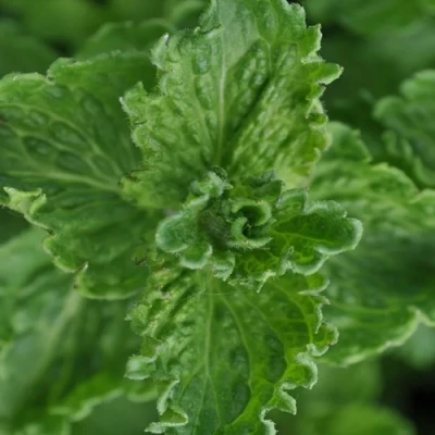 Мята КРИСПА в Калуге