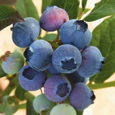 Голубика ОСОРНО в Калуге