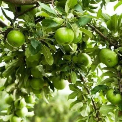 Яблоня ГРЕННИ СМИТ в Калуге