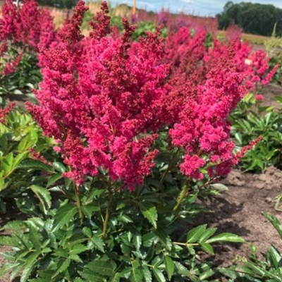 Астильба ЛАКИ ДЕЙ Арендса в Калуге