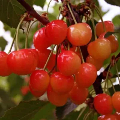 Черешня ДОНЧАНКА в Калуге