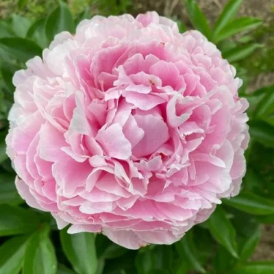 Пион КАТРИН ФОНТЕЙН травянистый в Калуге