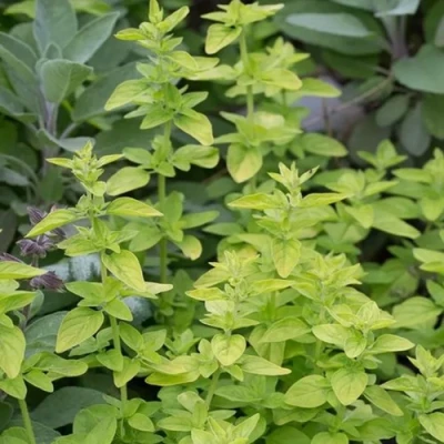 Душица ТАМБЛС ВАРИЕТИ обыкновенная в Калуге