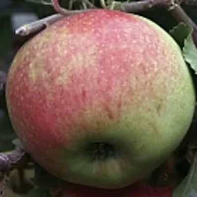 Яблоня СОКОЛОВСКОЕ стелющаяся в Калуге