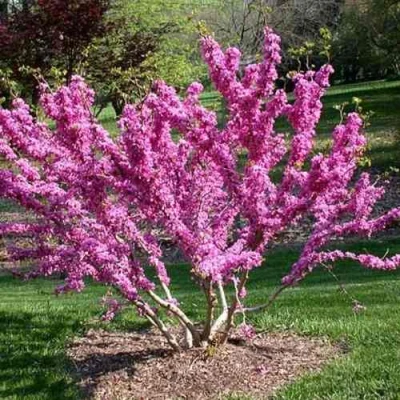 ЦЕРЦИС канадский  в Калуге