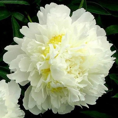 Пион ЗОЛОТОЙ ОРЕОЛ травянистый в Калуге