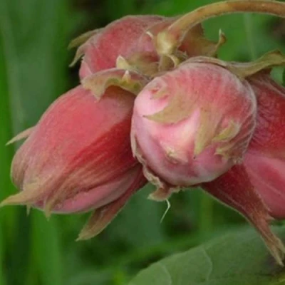 Фундук АКАДЕМИК ЯБЛОКОВ в Калуге
