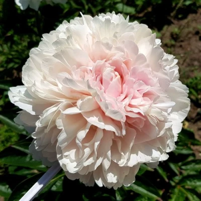 Пион КЛАСС АКТ травянистый в Калуге