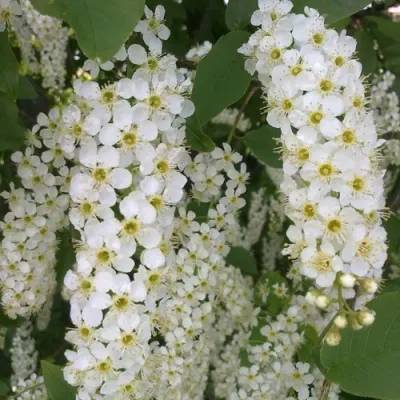 Черемуха САМОПЛОДНАЯ в Калуге