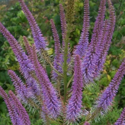 Вероникаструм ФАСЦИНЕЙШН в Калуге