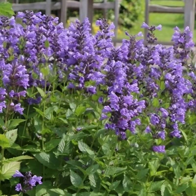 Котовник БЛЮ ДРИМС полусидячий в Калуге