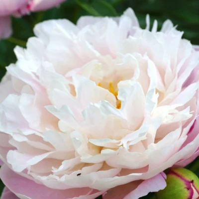 Пион ЛЕДИ АЛЕКСАНДРА ДАФФ травянистый в Калуге