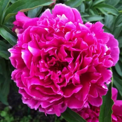 Пион КАРЛ РОЗЕНФЕЛЬД травянистый в Калуге