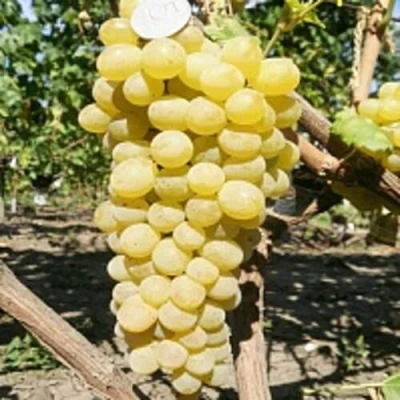 Виноград КИШМИШ ЗОЛОТЦЕ в Калуге