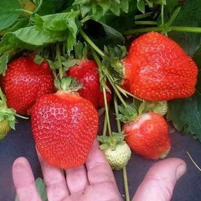 Клубника АЗИЯ в Калуге