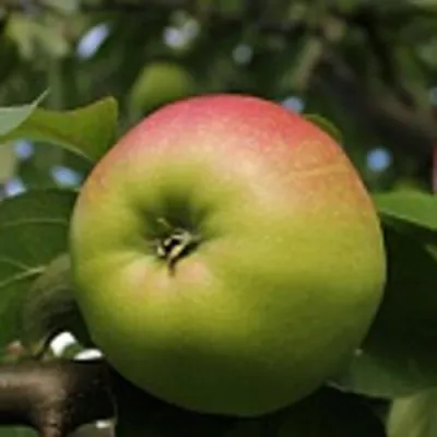 Яблоня СОКОЛОВСКОЕ стелющаяся в Калуге