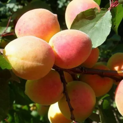 Абрикос СЮРПРИЗ в Калуге