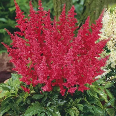 Астильба МОНТГОМЕРИ японская в Калуге