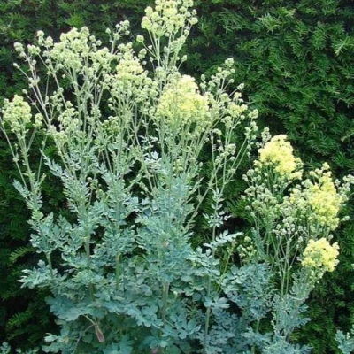 Василистник ГЛАУКУМ желтый в Калуге