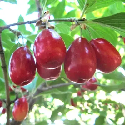 Кизил ЛУКЬЯНОВСКИЙ в Калуге