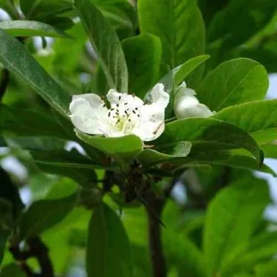 МУШМУЛА  в Калуге