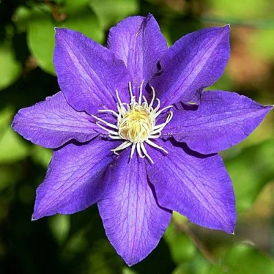 Клематис ЗЕ ПРЕЗИДЕНТ в Калуге