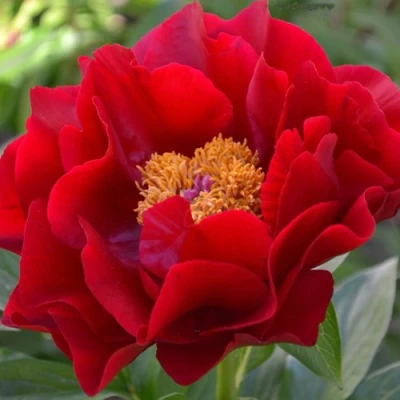 Пион МАКИНАК ГРАНД травянистый в Калуге