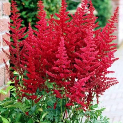 Астильба БУРГУНДИ РЕД Арендса в Калуге