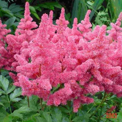 Астильба БОНН японская в Калуге