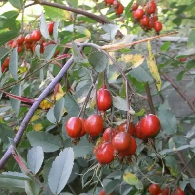 Саженцы роз сизая в Калуге