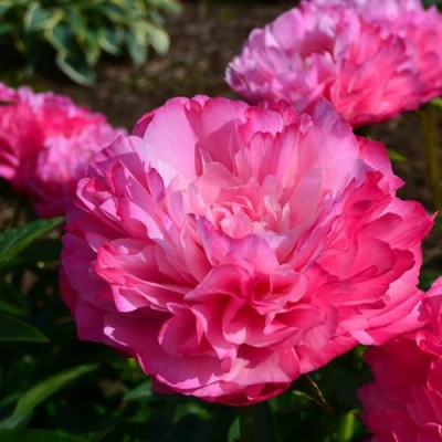 Пион ДЖОКЕР травянистый в Калуге