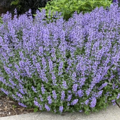 Котовник СИКС ХИЛЛС ГИАНТ в Калуге