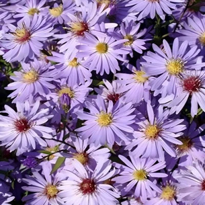 Астра БЛЮ ХЕВЕН сердцелистная в Калуге