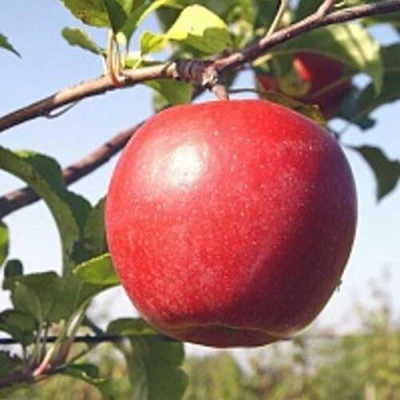 Яблоня ЛИГОЛ в Калуге