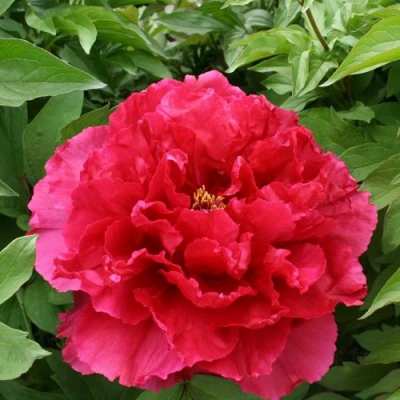 Пион АРОМАТНОЕ ВОСПОМИНАНИЕ древовидный в Калуге