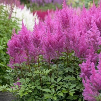 Астильба АМЕТИСТ Арендса в Калуге